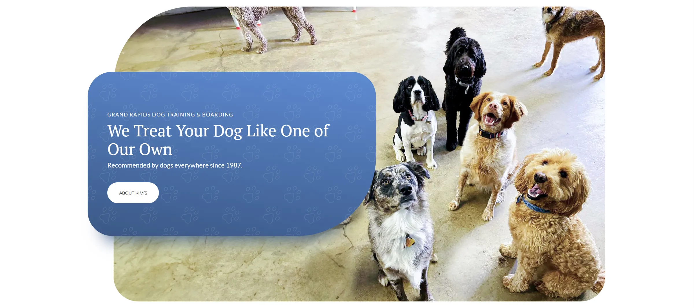 Group of various dogs of different breeds and sizes sitting and standing together on a concrete surface. Text overlay reads 'We Treat Your Dog Like One of Our Own' for Grand Rapids Dog Training & Boarding.